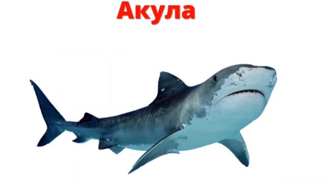 Изучаем животных, птиц, насекомых. Звуки животных. Видео для детей 1-3 года смотреть онлайн