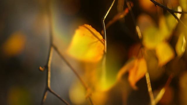 HELIOS-44-2 (объектив Гелиос-44-2. 2/58)