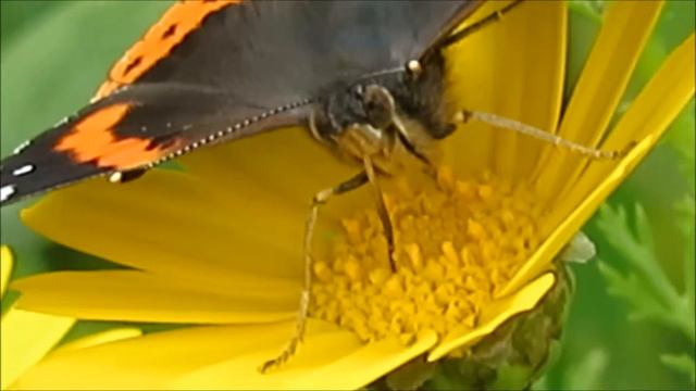 2017 16 03 СИЛЬНЫЕ ЦВЕТА ВЕСНЫ БАБОЧКА АДМИРАЛ смотреть онлайн