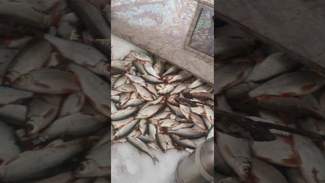 7 февраля 2023 рыбалка на Сорожку или Плотву сибирскую??