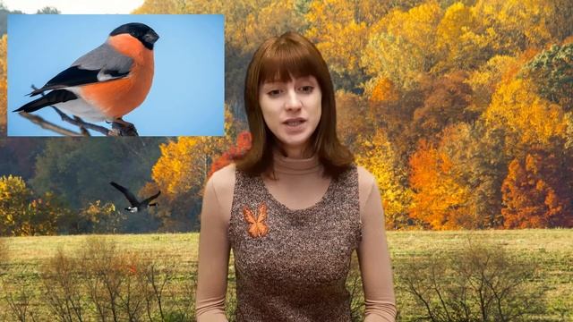 Зимующие птицы смотреть онлайн