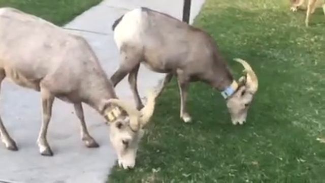 Born Horn diary #5 смотреть онлайн