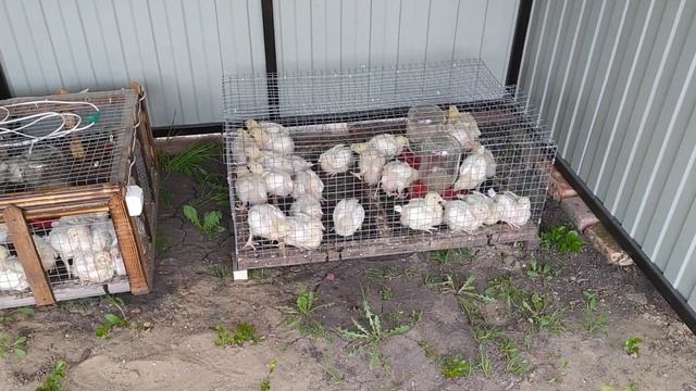 БРОЙЛЕРЫ растим для себя // две недели цыплятам // корма поилки смотреть онлайн