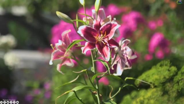 Музыка Для Утра И Хорошего Настроения Музыка Для Релаксации! ЭТУ МУЗЫКУ МОЖНО СЛУШАТЬ ВЕЧНО