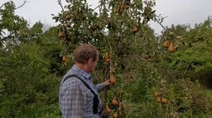 Королева груш Бере Клержо