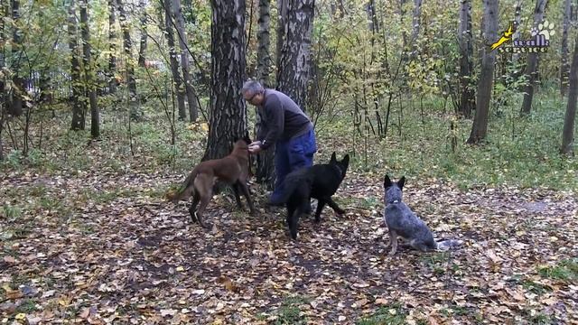 Если у вас 2-3 собаки, как организовать их дрессировку смотреть онлайн