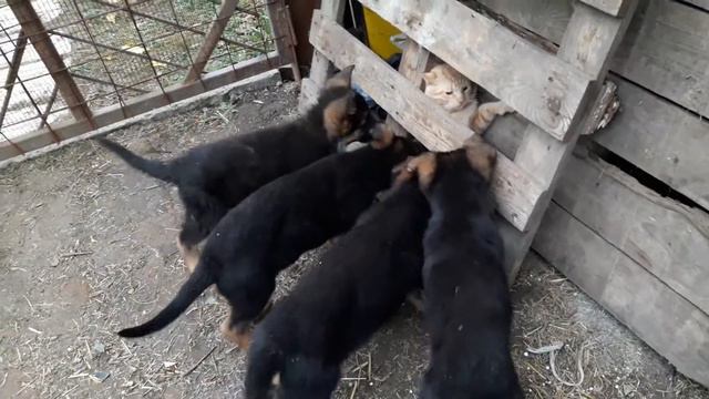 Предлагаются на продажу родословные щенки немецкой овчарки от пары: Canis Ignis Drago и Aisha Hau смотреть онлайн