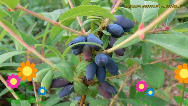 Жимолость съедобная Иоланта. Краткий обзор, описание характеристик Lonicera Edulis Iolanta