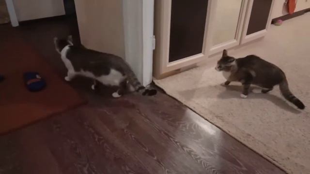 Первый раз в жизни к нашей кошке Мусе пришел друг в гости смотреть онлайн