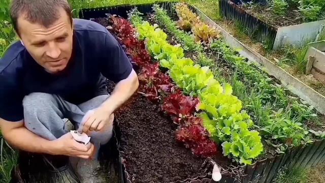 Базилик. Супер приправа. Посадка базилика.