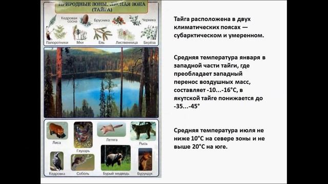 Природные зоны Земли. География 6 класс