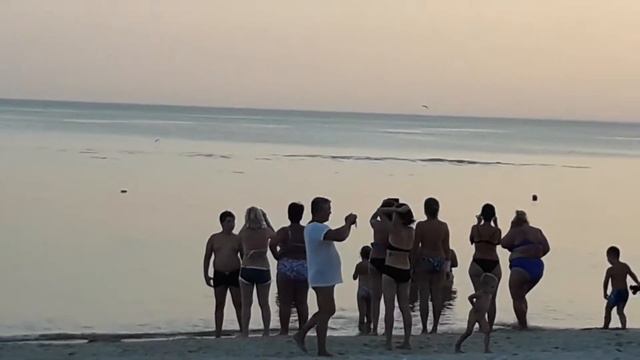 Приплыли дельфины ! Черное море !!!! смотреть онлайн