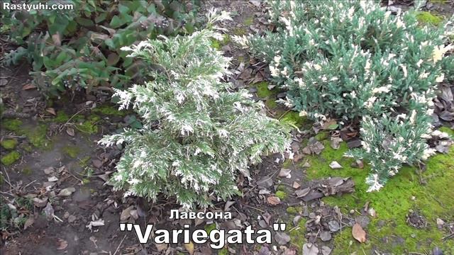 Кипарисовики: 40 сортов в одном видео. Мой опыт выращивания. смотреть онлайн