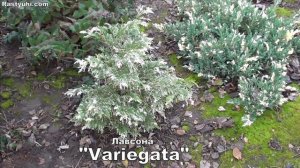 Кипарисовики: 40 сортов в одном видео. Мой опыт выращивания.
