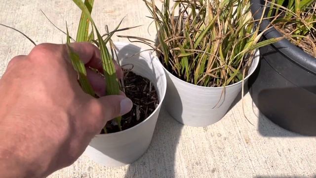 How to grow California fan palm (Washingtonia filifera) from seed part 3 смотреть онлайн