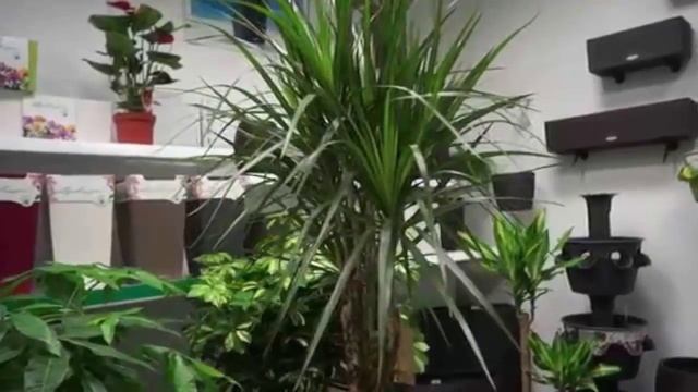 Приметы и суеверия о ДРАЦЕНЕ.  Зачем держать драцену дома.