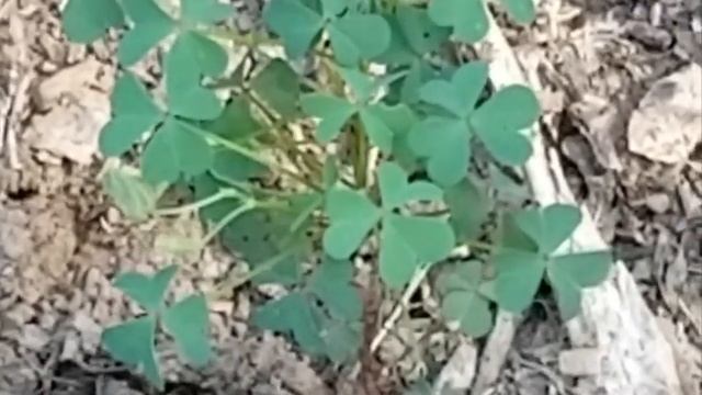 ONSC Nature Hike with Bo Brown, author of Foraging the Ozarks смотреть онлайн