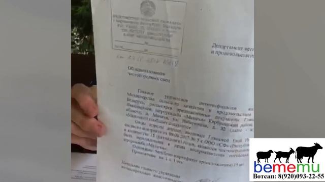 Как правильно привезти животных из Европы. Рассказывает заводчица Дорпера из Беларуси. БеМеМу. смотреть онлайн