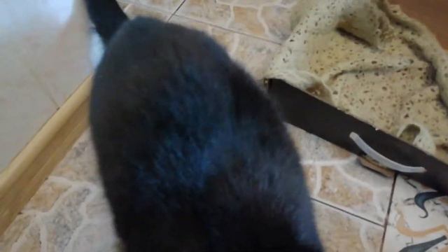 КОТЫ ДЕМОНЫ. ВЫПУСК 2. КОГТИСТАЯ РУКА. смотреть онлайн