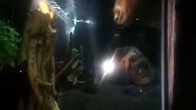 Аквариум на 500 литров и тумбу своими руками смотреть онлайн