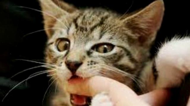 Почему кошка кусает хозяина. 5 главных причин смотреть онлайн
