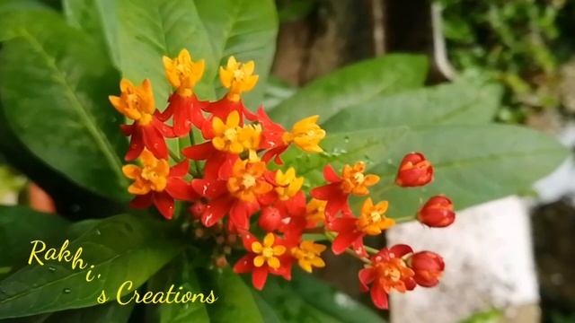 Flower name :-Mexican Butterfly Weed / Asclepias Curassavica / Red Tropical Milk Weed смотреть онлайн
