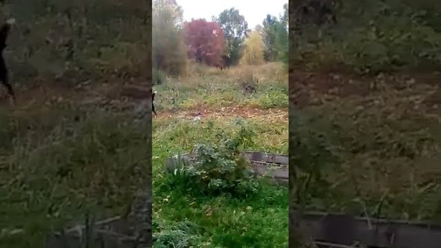 Пес отогнал медведя от дач в Тымовском смотреть онлайн