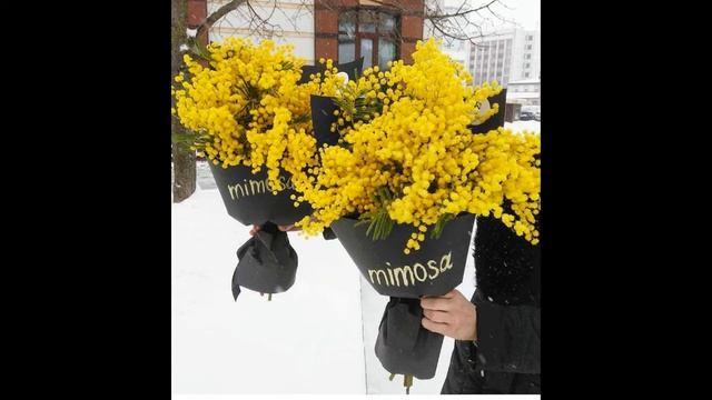 Мимоза.