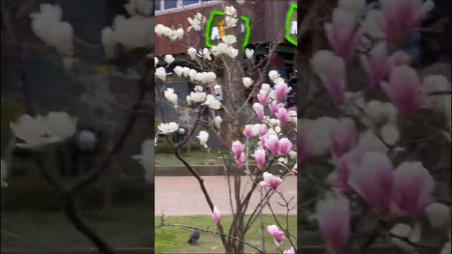 Магнолия Суланжа цветет в Сочи сейчас. Словно магнитом притягивает девушек делать селфи! смотреть онлайн