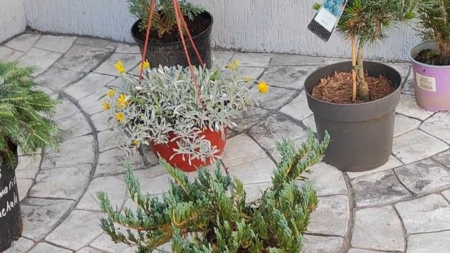 хвойные композиции, для начинающих садоводов! смотреть онлайн