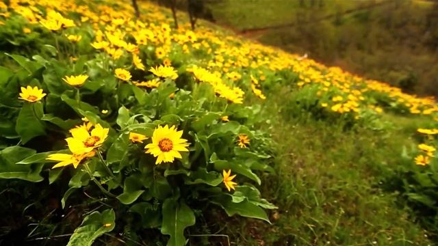 Основы логики | КЛАДЕЗЬ ЗНАНИЙ смотреть онлайн