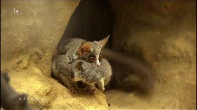 Moholi Galago