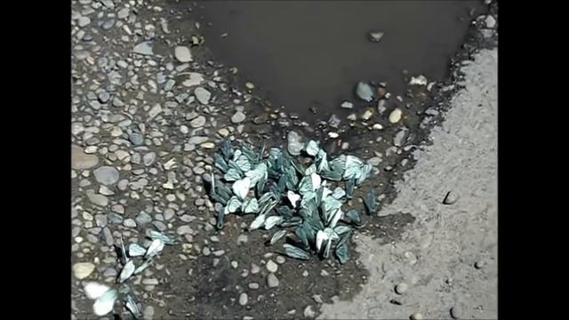 Капустницы смотреть онлайн