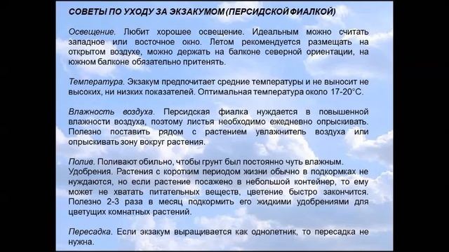 Экзакум