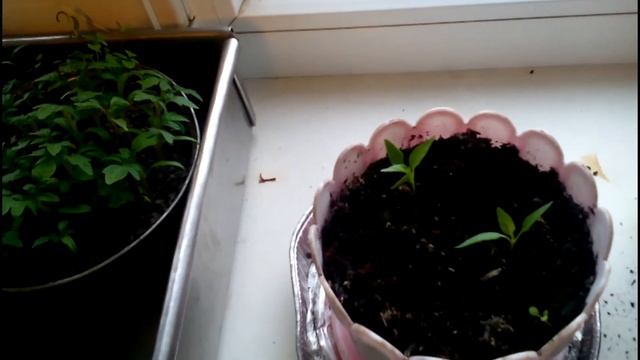 Жгучий (кустарный) перчик "Огонёк" смотреть онлайн