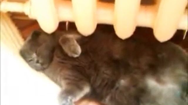 Забавный кот Скоттиш Фолд - Funny Scottish Fold cat.wmv смотреть онлайн