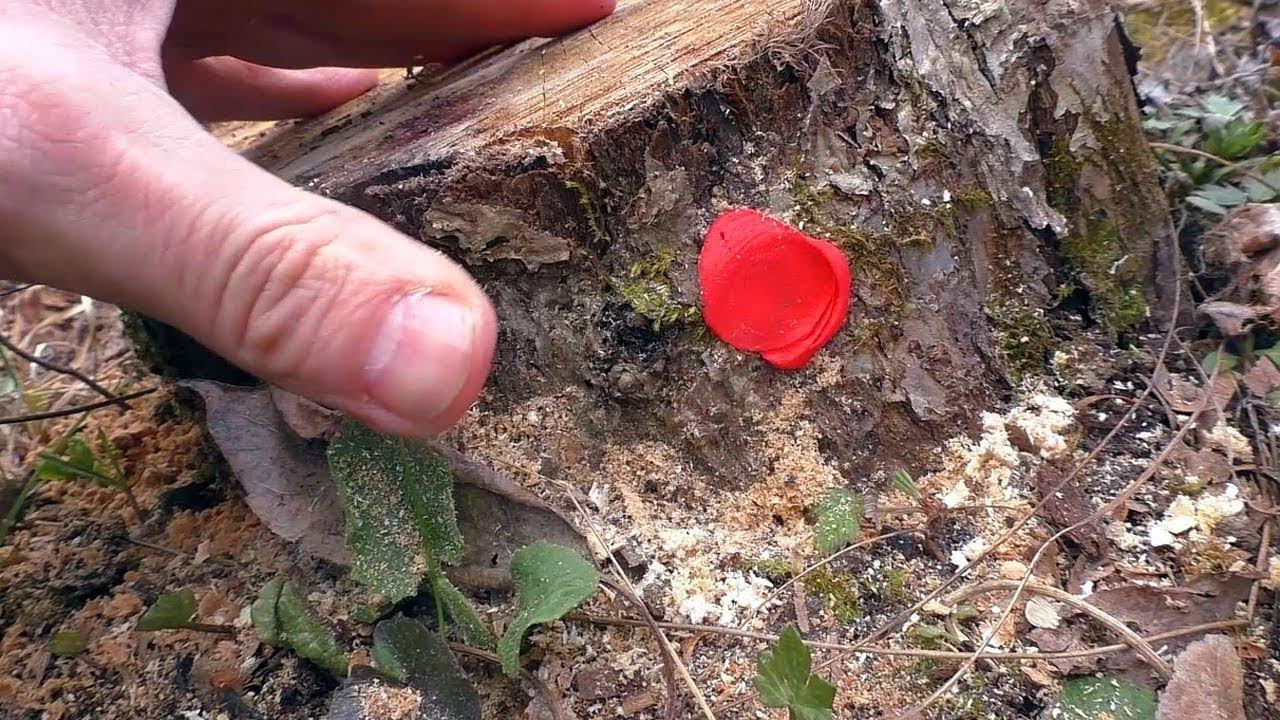 Не удаляйте пень на своем участке смотреть онлайн