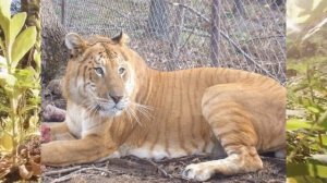 Интересное про ЛИГРА - гибрида ЛЬВА и ТИГРА