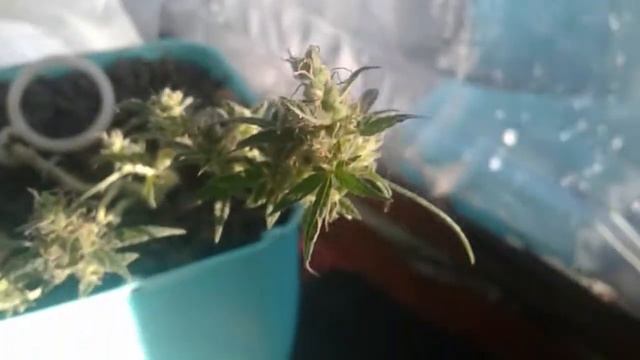 последняя ночь перед ХАРВЕСТом - HARVEST смотреть онлайн