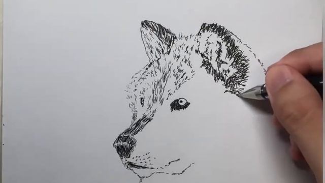 Sketch practice！ wolf version #wolf #sketch #drawing #animals #pencil #pencilsketch #pencildrawing смотреть онлайн