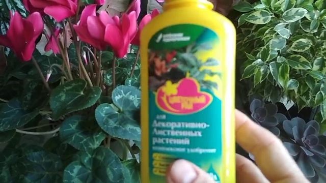 Цикламен ????полив, освещение, температура ????(01.10.2020) смотреть онлайн