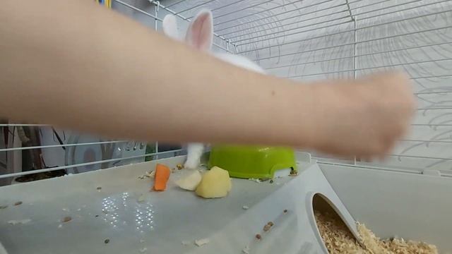 КРОЛИК В 3 МЕСЯЦА : как выглядит, первый прикорм, купание, дорого ли содержать смотреть онлайн