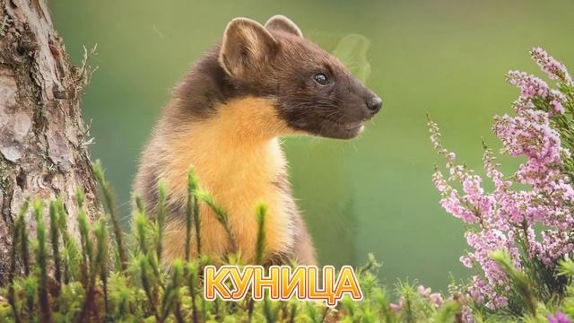 КАК ГОВОРИТ КУНИЦА / ЗВУКИ КУНИЦЫ ? #куница #звуки_куницы #как_говорит_куница #звуки_животных смотреть онлайн