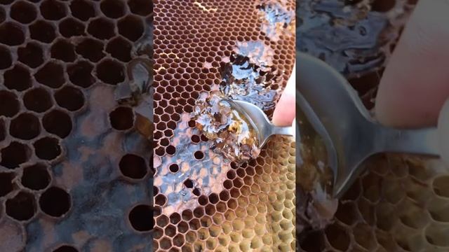 Мёд ложкой . Как нужно есть мёд ))) смотреть онлайн