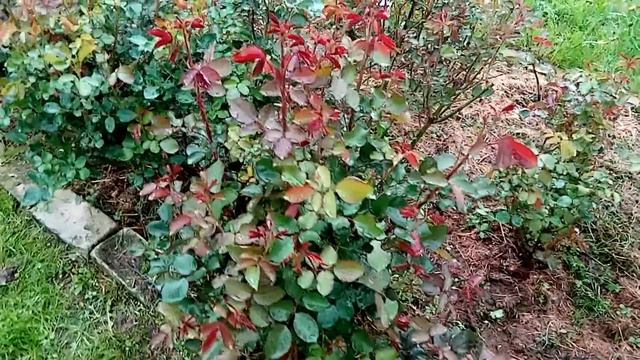 Внимание! Новый вредитель роз.Обработка от вредителей и болезней. смотреть онлайн