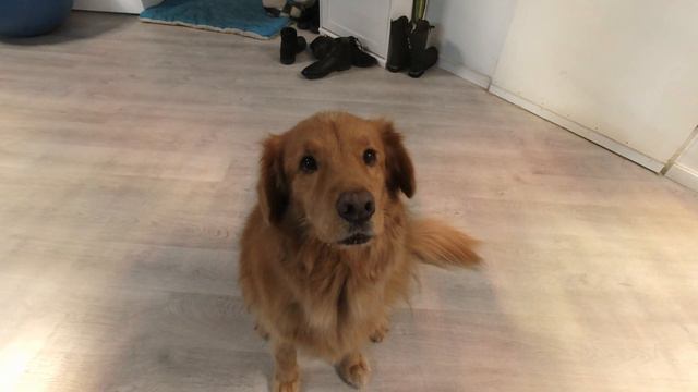 Шайни и вкусняшка смотреть онлайн