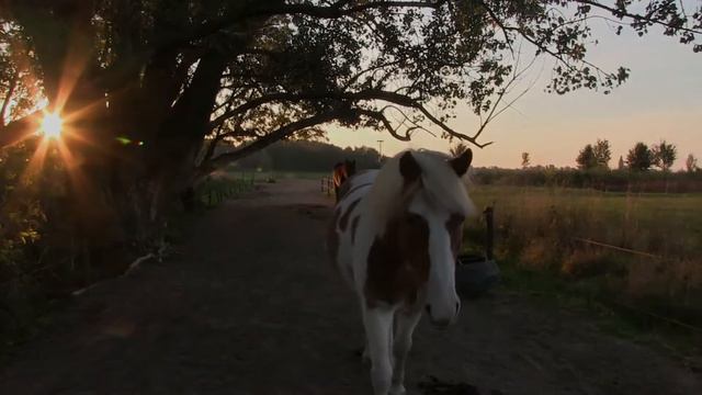 Journey into the Horses World intro смотреть онлайн