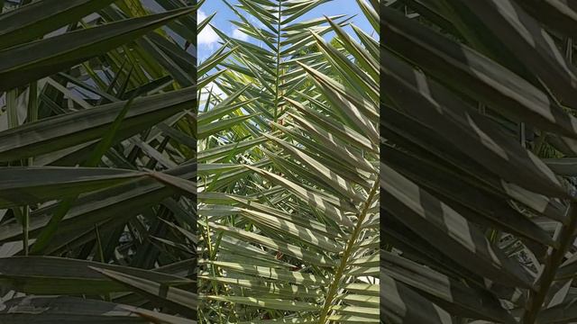 Деревья, кустарники и цветы в городе Кемер в Турции. смотреть онлайн