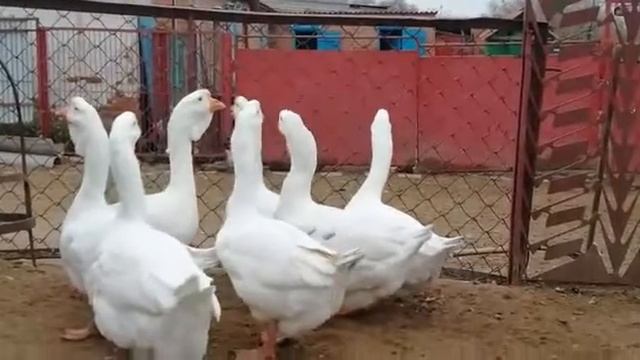 Холмогорские гусыни смотреть онлайн