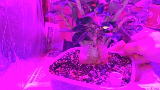 Адениум в ЗС . смотреть онлайн